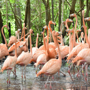 Visita al aviario (solo transporte)