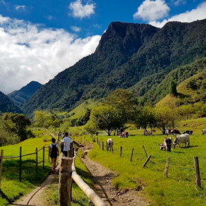 Excursion al Valle del Cocora y Cerro Morro Gacho desde Salento