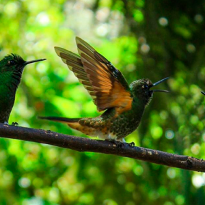 Excursion al Valle del Cocora y Circuito de Colibris desde Salento